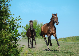 Two sport horses runs gallop on freedom in summer