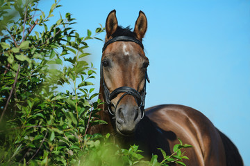 Portrait of a bay sport horse on sky background in green bush