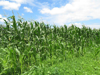 Green corn stalks with cobs, corn field against blue sky and white clouds. Agricultural landscape in summer