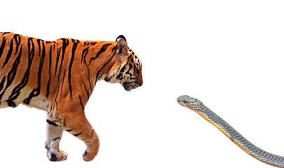 Close up Bengal Tiger and King Cobra Prepare to Attack Each Other Isolated on White Background with Clipping Path