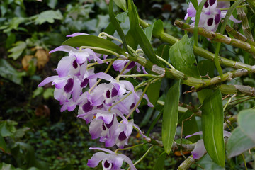 nice colorfull orchidea floret with leaf © Miroslav