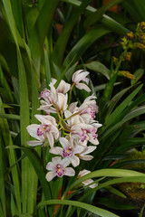 nice colorfull orchidea floret with leaf