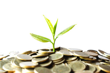 Coins with plant on top put on table concept on white background.