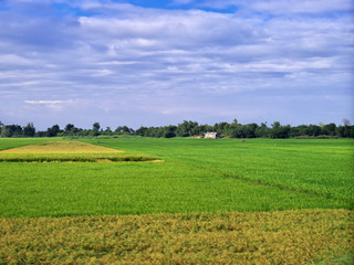 The rice terraces of Banaue, Philippines