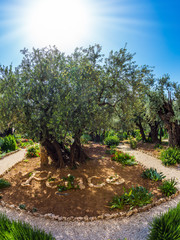 Fototapeta na wymiar Millennial olives grow under the autumn sun