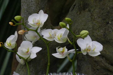 nice colorfull orchidea floret with leaf
