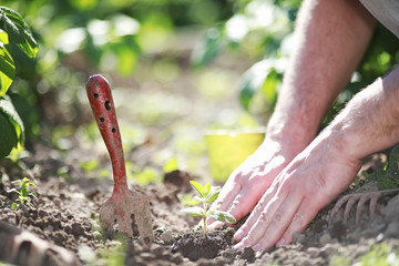 Small sprout for landing in the ground in hands