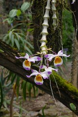 nice colorfull orchidea floret with leaf