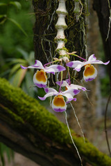 nice colorfull orchidea floret with leaf