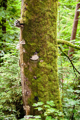 Fototapeta premium Old tree covered with moss in the forest