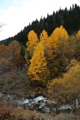 Autumn forest and village photos.savsat/artvin turkey 