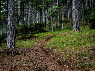 a path in beautifull nature forest, green tall woods