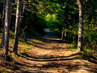 a path in beautifull nature forest, green tall woods