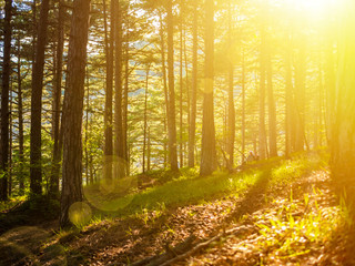 sunlight beams go through summer forest