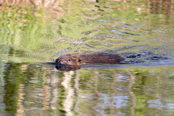 Schwimmender Biber in Schweden in einem Moor