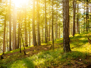 Obraz premium sunlight beams go through summer forest