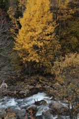Autumn forest and village photos.savsat/artvin turkey 