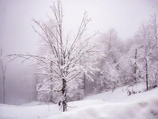 forest with trees covered with snow in winter season