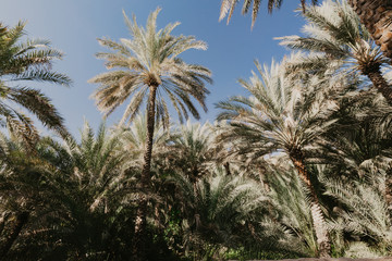 Obraz na płótnie Canvas Palm trees against blue sky- Image