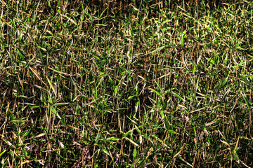 Reed vegetation