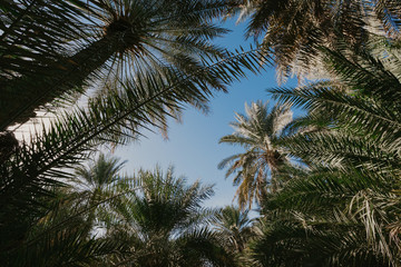 Obraz na płótnie Canvas Palm trees against blue sky - Image