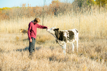 young boy playing with cow in the field