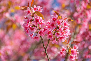 Pink flower with bokeh background 