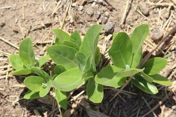 plants alone on the ground