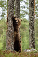 Brown bear standing in forest