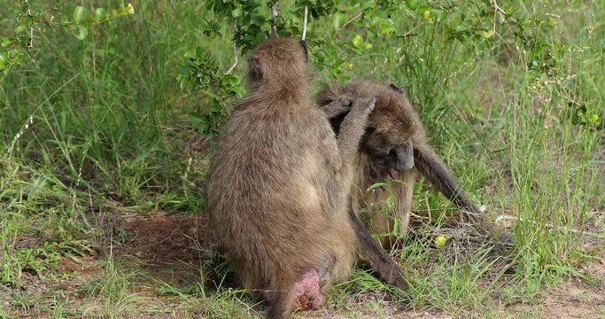 baboon monkey in South africa, park kruger