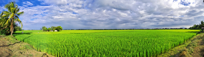 The rice terraces of Banaue, Philippines