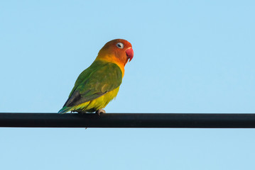 Beautiful Lovebird on blue sky background