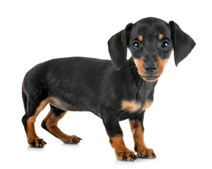 Obraz premium puppy miniature dachshund
