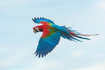 Closeup green winged macaw flying