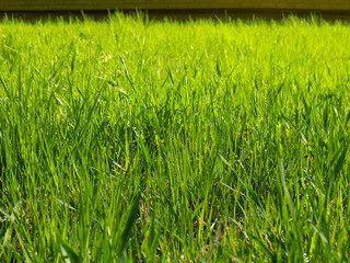 A young green grass on a in the park