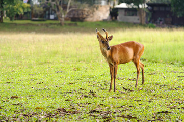 Barking deer living in national park