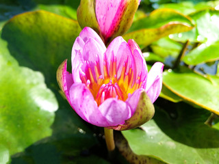 Purple water lily flower blooming in the lotus pond with sunlight in the morning