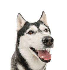 Adorable husky dog on white background