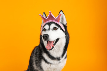 Adorable husky dog on color background © Pixel-Shot