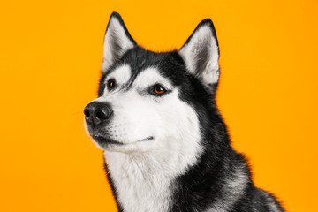 Adorable husky dog on color background