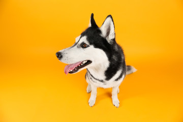 Adorable husky dog on color background