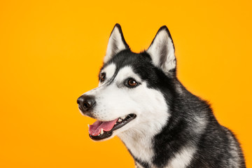Adorable husky dog on color background © Pixel-Shot