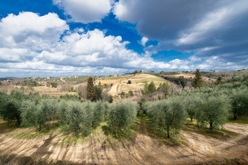 Naklejka premium Olive groves and vineyards in Chianti valley in Tuscany Italy