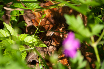 Lizard in the forest. Macro shooting reptiles. Sunny day. Beautiful natural background. The lizard...