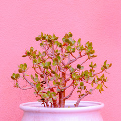 Plants on pink fashion concept. Plants in a pot on pink background wall.
