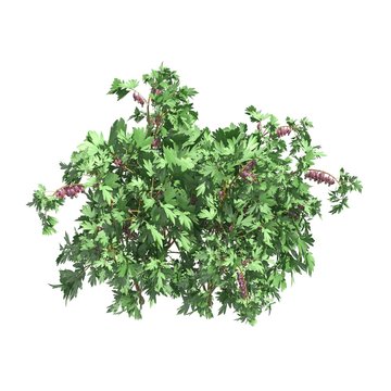 Plants 3d illustration isolated on the white background © max79im
