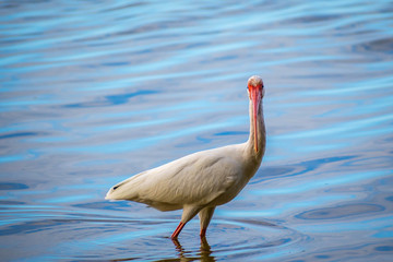 A natural white Ibis in Brandeton, Florida