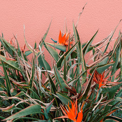 Plants on pink creative concept. Plant lovers. Minimal  Canary Island exotic flowers