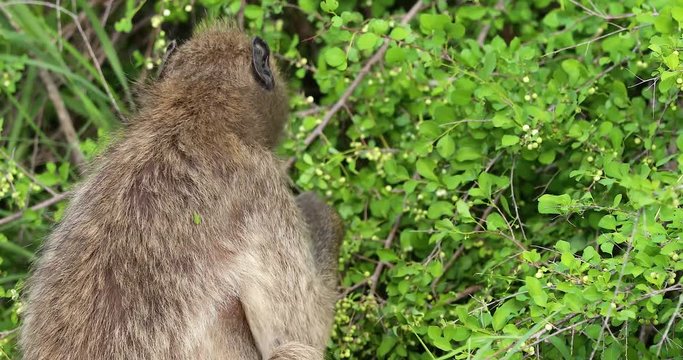 baboon monkey in South africa, park kruger
