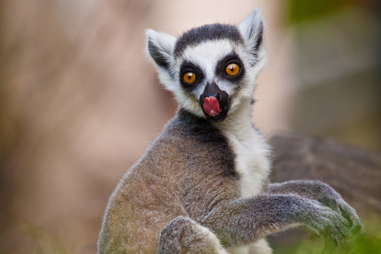 Katta (Lemur catta) Stock Photo | Adobe Stock